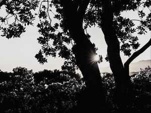 Preview wallpaper tree, silhouette, sun rays