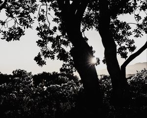 Preview wallpaper tree, silhouette, sun rays