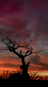 Preview wallpaper tree, silhouette, sunset, sky, night