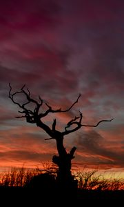 Preview wallpaper tree, silhouette, sunset, sky, night