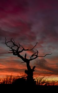 Preview wallpaper tree, silhouette, sunset, sky, night