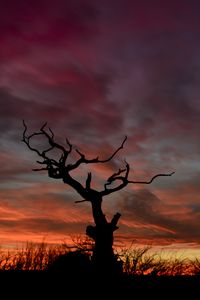 Preview wallpaper tree, silhouette, sunset, sky, night