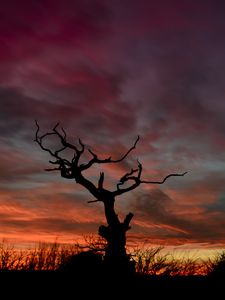 Preview wallpaper tree, silhouette, sunset, sky, night