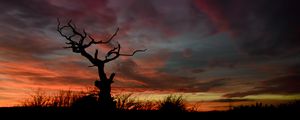 Preview wallpaper tree, silhouette, sunset, sky, night