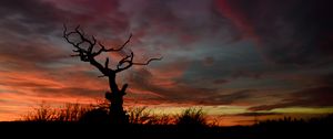 Preview wallpaper tree, silhouette, sunset, sky, night