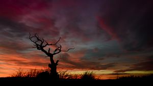 Preview wallpaper tree, silhouette, sunset, sky, night