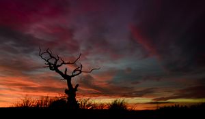 Preview wallpaper tree, silhouette, sunset, sky, night