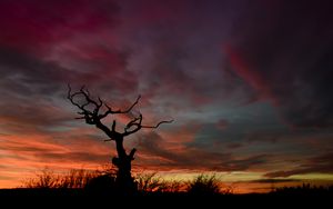 Preview wallpaper tree, silhouette, sunset, sky, night