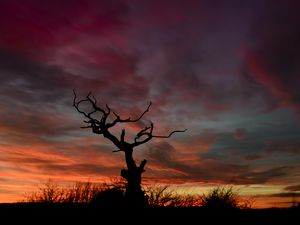 Preview wallpaper tree, silhouette, sunset, sky, night