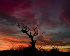 Preview wallpaper tree, silhouette, sunset, sky, night