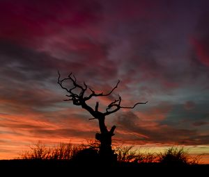 Preview wallpaper tree, silhouette, sunset, sky, night