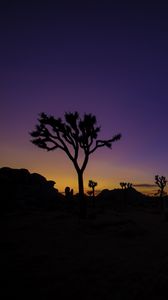 Preview wallpaper tree, silhouette, sunset, prairie