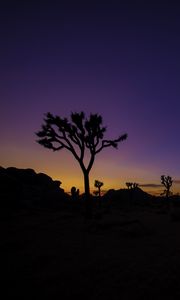 Preview wallpaper tree, silhouette, sunset, prairie