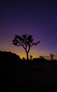 Preview wallpaper tree, silhouette, sunset, prairie