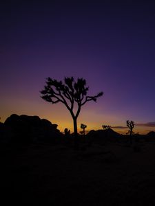 Preview wallpaper tree, silhouette, sunset, prairie