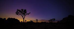 Preview wallpaper tree, silhouette, sunset, prairie