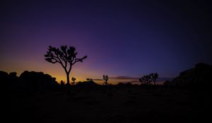 Preview wallpaper tree, silhouette, sunset, prairie