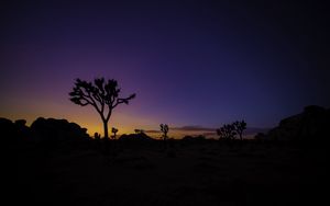 Preview wallpaper tree, silhouette, sunset, prairie