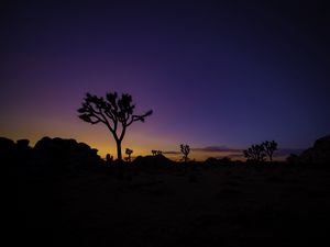 Preview wallpaper tree, silhouette, sunset, prairie