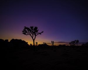 Preview wallpaper tree, silhouette, sunset, prairie