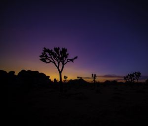 Preview wallpaper tree, silhouette, sunset, prairie