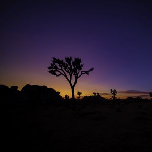 Preview wallpaper tree, silhouette, sunset, prairie
