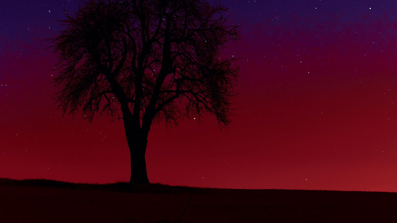 Wallpaper tree, silhouette, sunset, stars