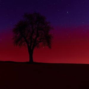 Preview wallpaper tree, silhouette, sunset, stars