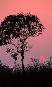 Preview wallpaper tree, silhouette, sunset, dusk, nature