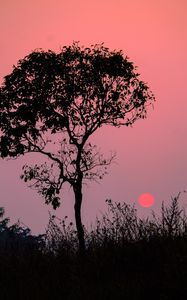 Preview wallpaper tree, silhouette, sunset, dusk, nature