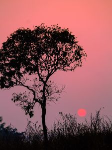 Preview wallpaper tree, silhouette, sunset, dusk, nature