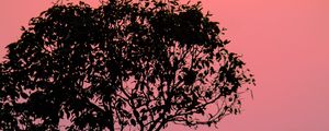 Preview wallpaper tree, silhouette, sunset, dusk, nature