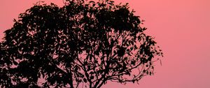 Preview wallpaper tree, silhouette, sunset, dusk, nature