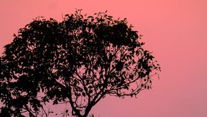 Preview wallpaper tree, silhouette, sunset, dusk, nature