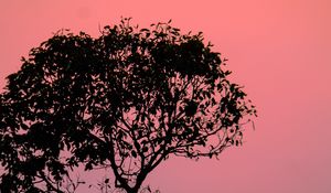 Preview wallpaper tree, silhouette, sunset, dusk, nature