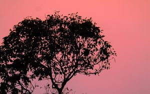 Preview wallpaper tree, silhouette, sunset, dusk, nature