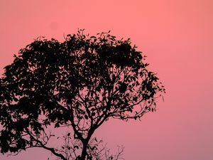 Preview wallpaper tree, silhouette, sunset, dusk, nature