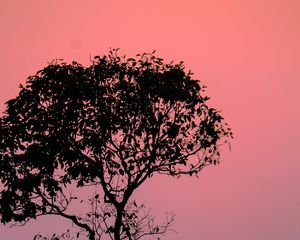 Preview wallpaper tree, silhouette, sunset, dusk, nature