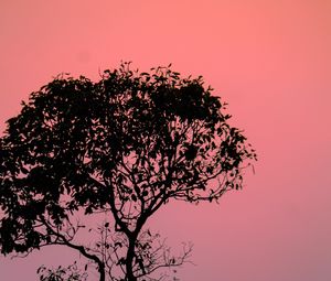 Preview wallpaper tree, silhouette, sunset, dusk, nature