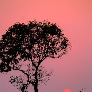 Preview wallpaper tree, silhouette, sunset, dusk, nature