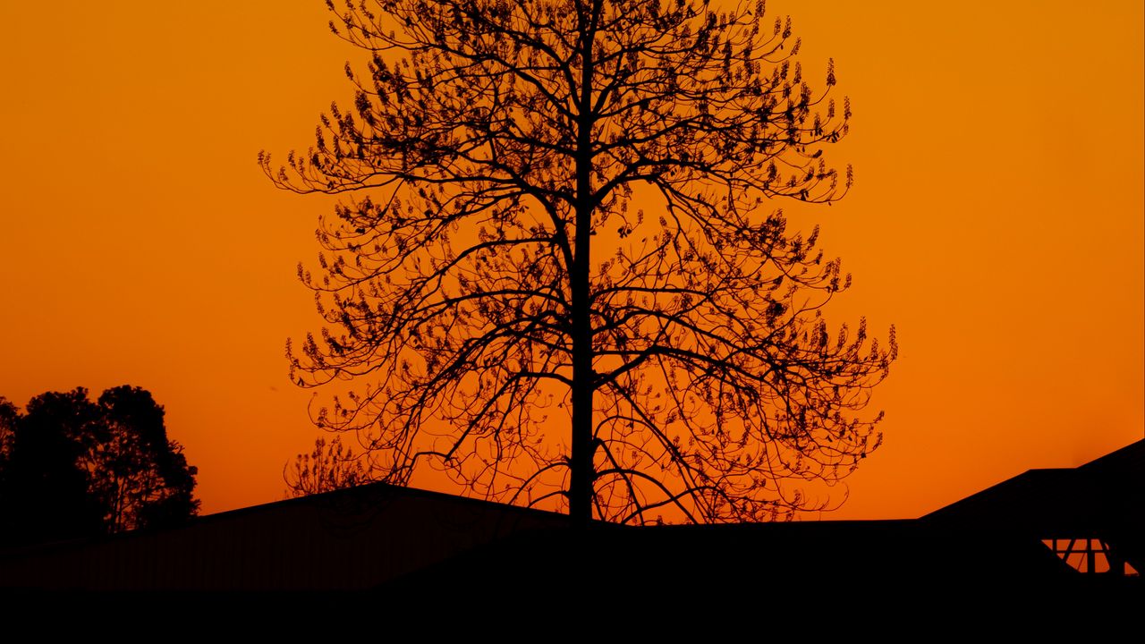 Wallpaper tree, silhouette, sunset, dark