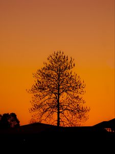 Preview wallpaper tree, silhouette, sunset, dark