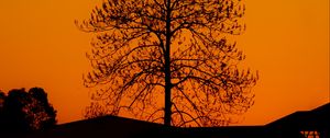 Preview wallpaper tree, silhouette, sunset, dark