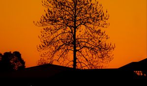 Preview wallpaper tree, silhouette, sunset, dark