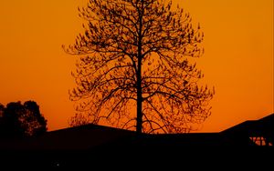 Preview wallpaper tree, silhouette, sunset, dark