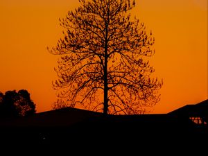 Preview wallpaper tree, silhouette, sunset, dark
