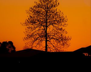 Preview wallpaper tree, silhouette, sunset, dark