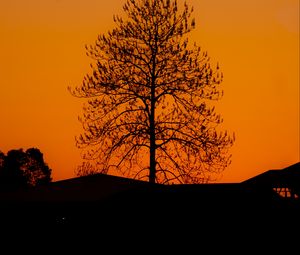 Preview wallpaper tree, silhouette, sunset, dark
