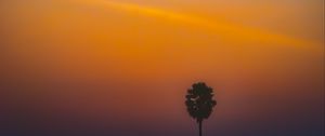 Preview wallpaper tree, silhouette, sunset, dark, minimalism