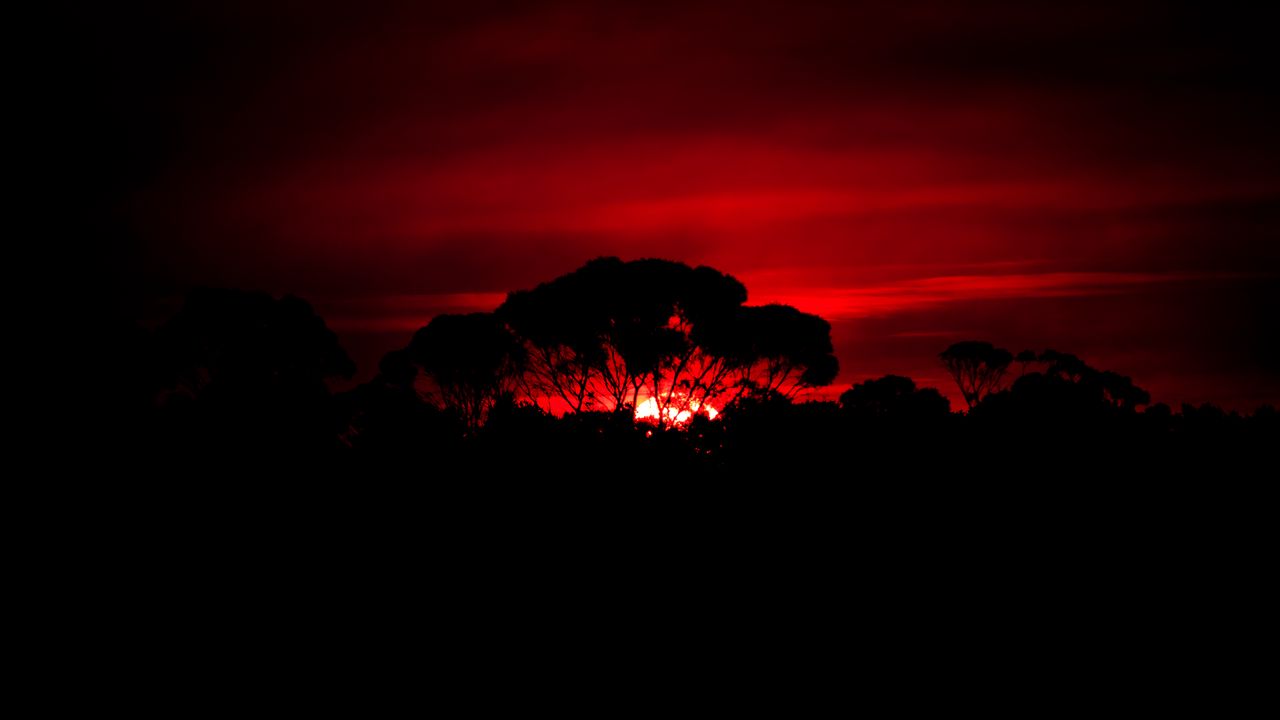 Wallpaper tree, silhouette, sunset, dark, nature